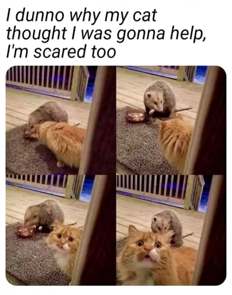 Name:  scared-cat.png
Views: 790
Size:  361.0 KB