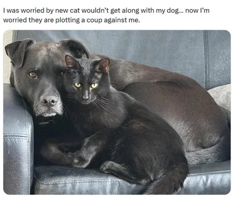 Name:  cat-dog-coup.png
Views: 54
Size:  274.0 KB