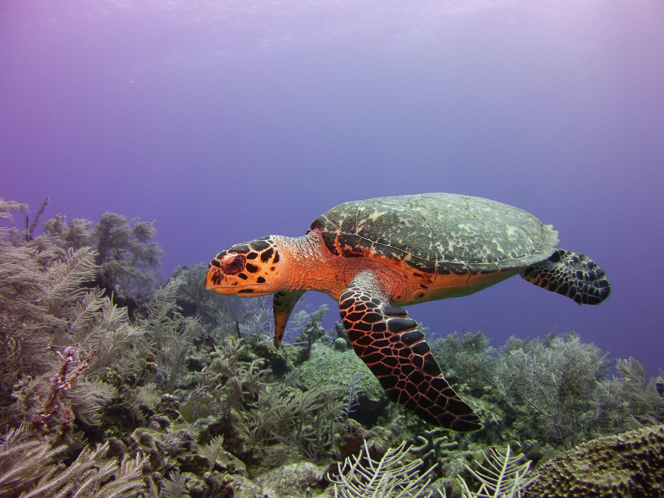 Name:  turtle15.jpg
Views: 525
Size:  451.9 KB