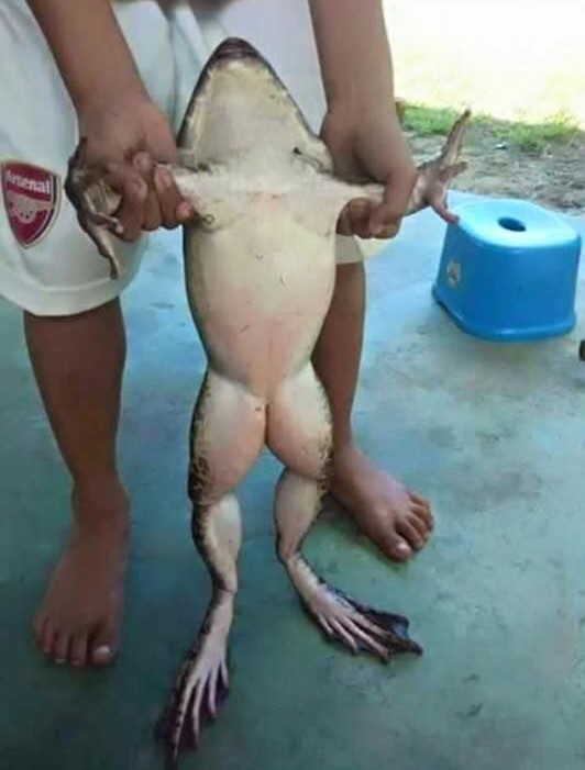 Name:  Frog..jpg
Views: 453
Size:  83.0 KB