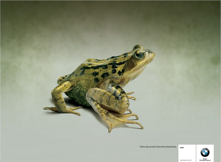 Name:  frog.jpg
Views: 4077
Size:  45.8 KB