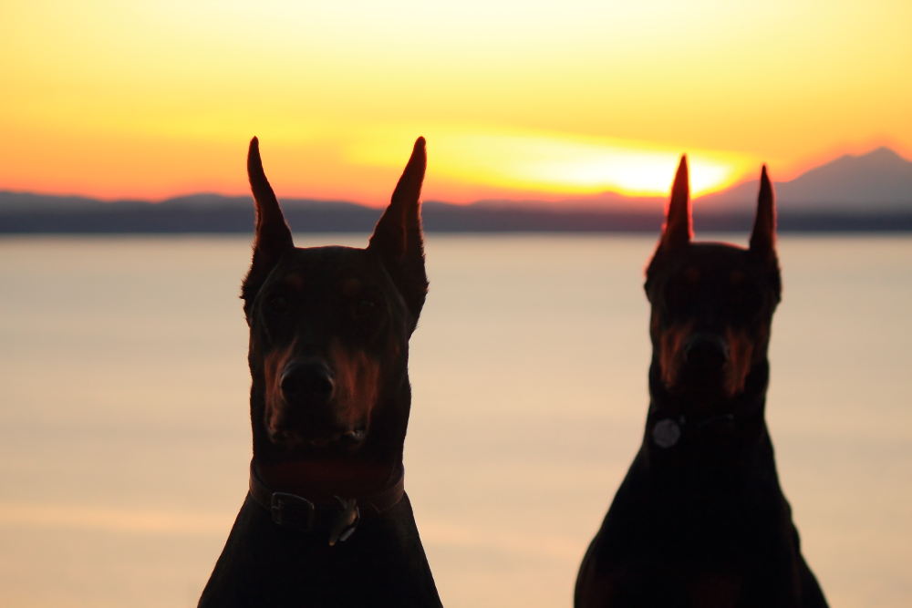 Name:  Dogs sunset.JPG
Views: 3706
Size:  335.8 KB