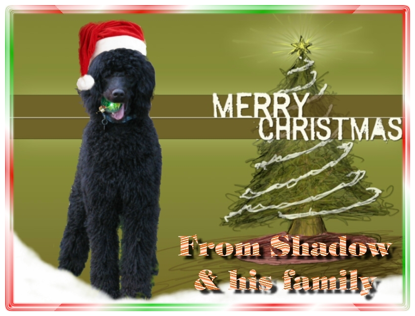Name:  shadow-christmas-card-3.jpg
Views: 35284
Size:  291.5 KB