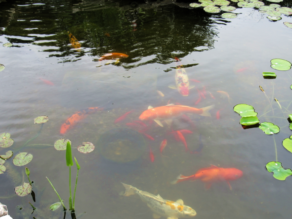 Name:  pond-fish.jpg
Views: 20336
Size:  648.7 KB