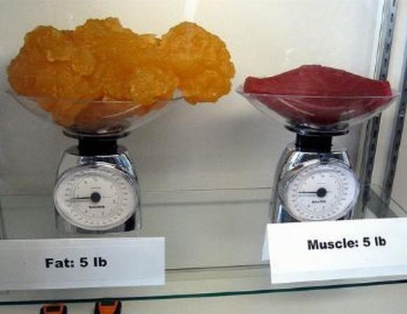 Name:  Fat and muscle..jpg
Views: 3272
Size:  27.6 KB