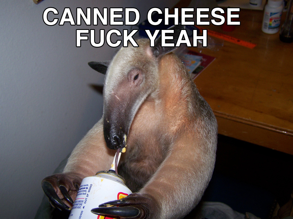 Name:  anteater_cheese.jpg
Views: 1304
Size:  300.1 KB