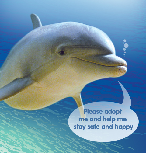 Name:  Home_CuteDolphin.jpg
Views: 1354
Size:  143.4 KB